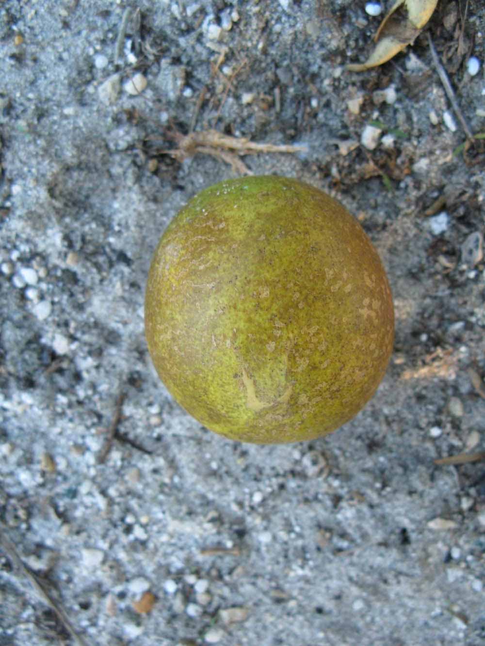            Fruit (Winter Haven, FL)   